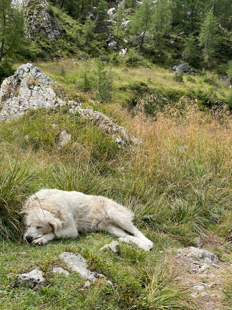 a sleeping white dog protects his sheep as he lays peacefully on the trail