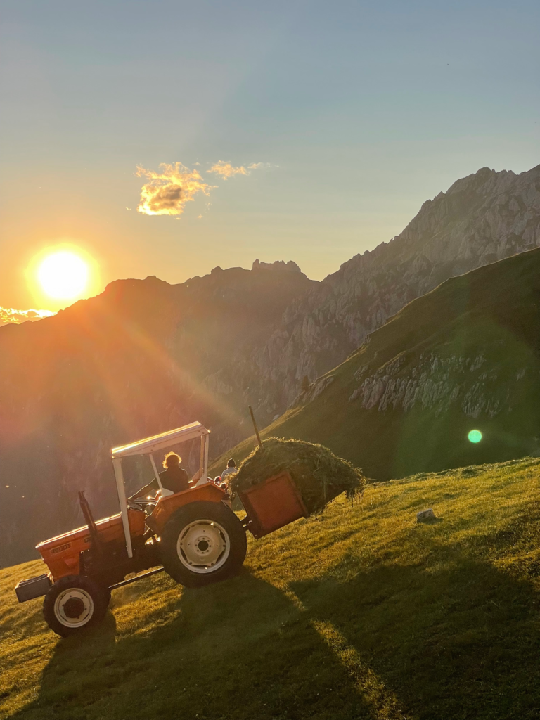 A farmer drives an orange tractor carrying a load of hay up a grassy hillside at sunset near Rifugio Schlüterhütte on Alta Via 2, with golden light illuminating the Dolomite peaks in the distance.