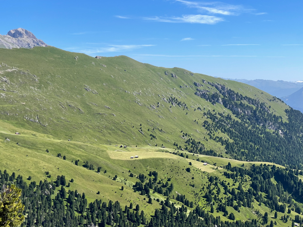 Wide view of lush green hills dotted with alpine huts and sparse pine trees along the Alta Via 2 route between Rifugio Plose and Rifugio Firenze, under a clear blue sky.