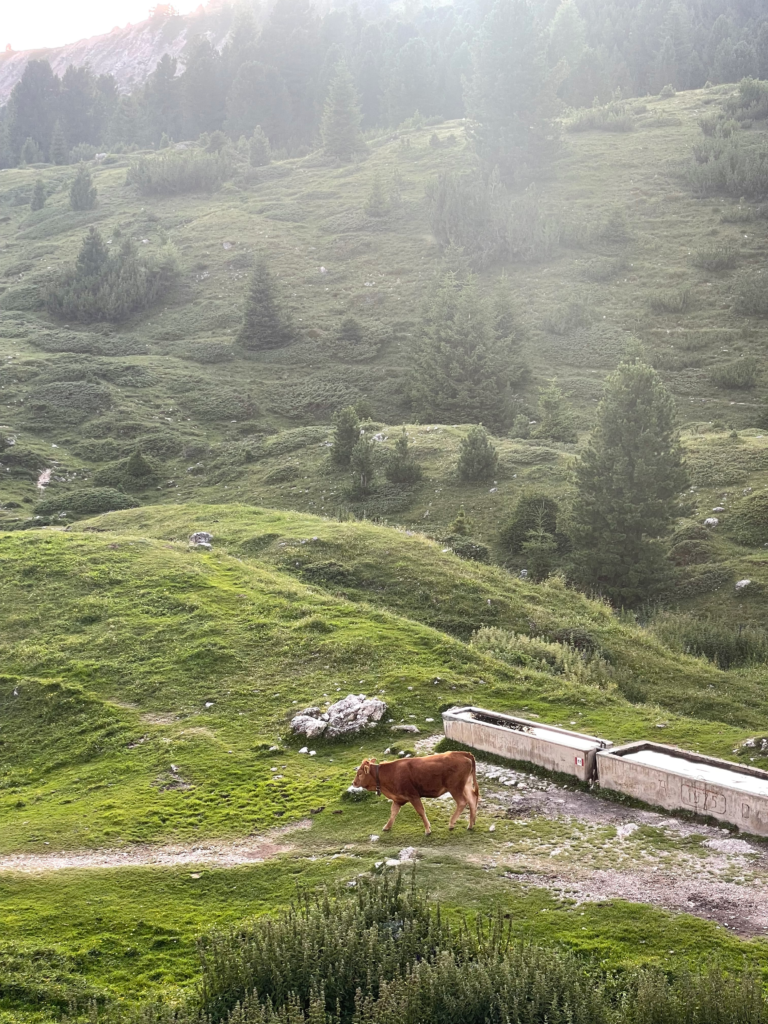 A lone brown cow walks near a concrete water trough on a grassy alpine slope beside Rifugio Firenze, surrounded by lush greenery and pine trees along the Alta Via 2 trail in the Dolomites.