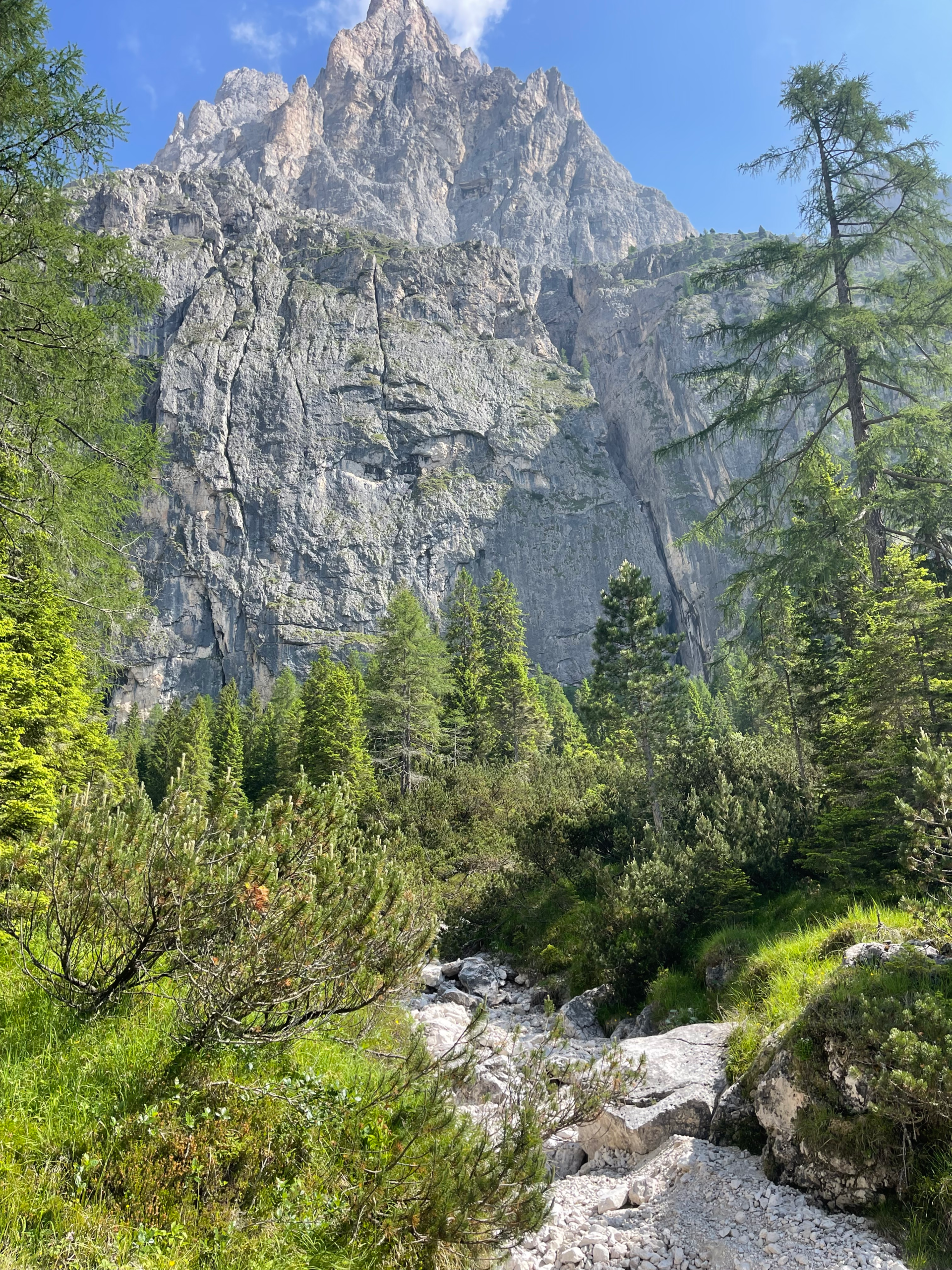 Val Canali with its beautiful forrest and clear trails with cima canali showing in the background 