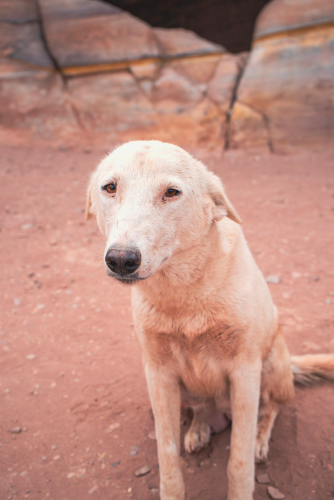 a stray white dog poses for the camera in Petra