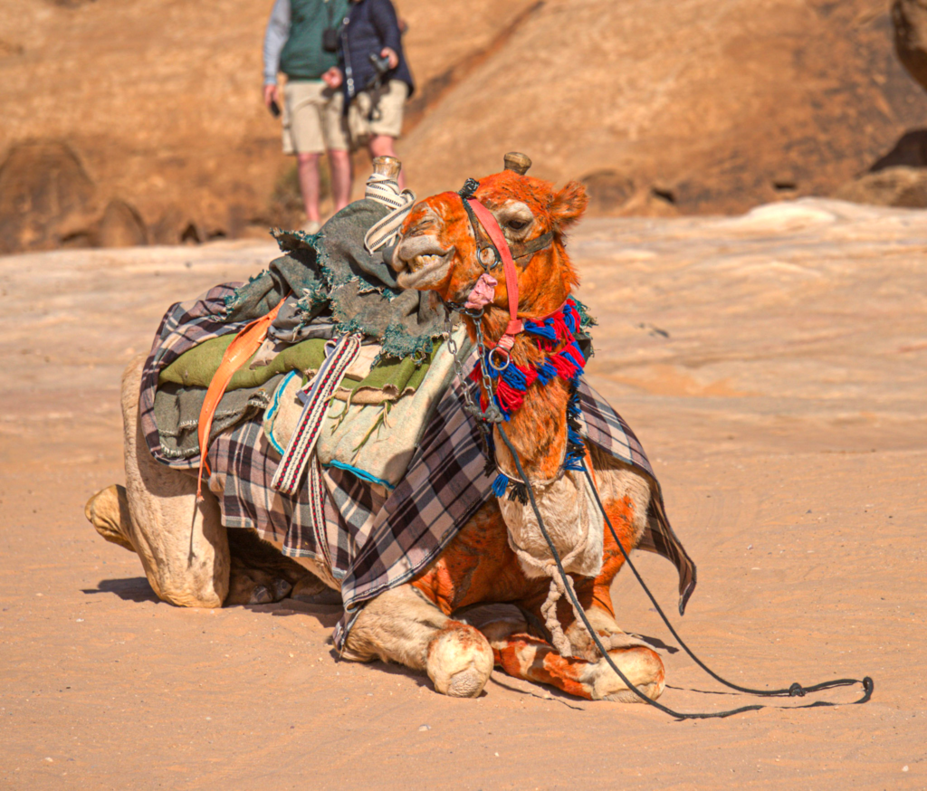 a camel with an orange paint on it looks on with a saddle on his back