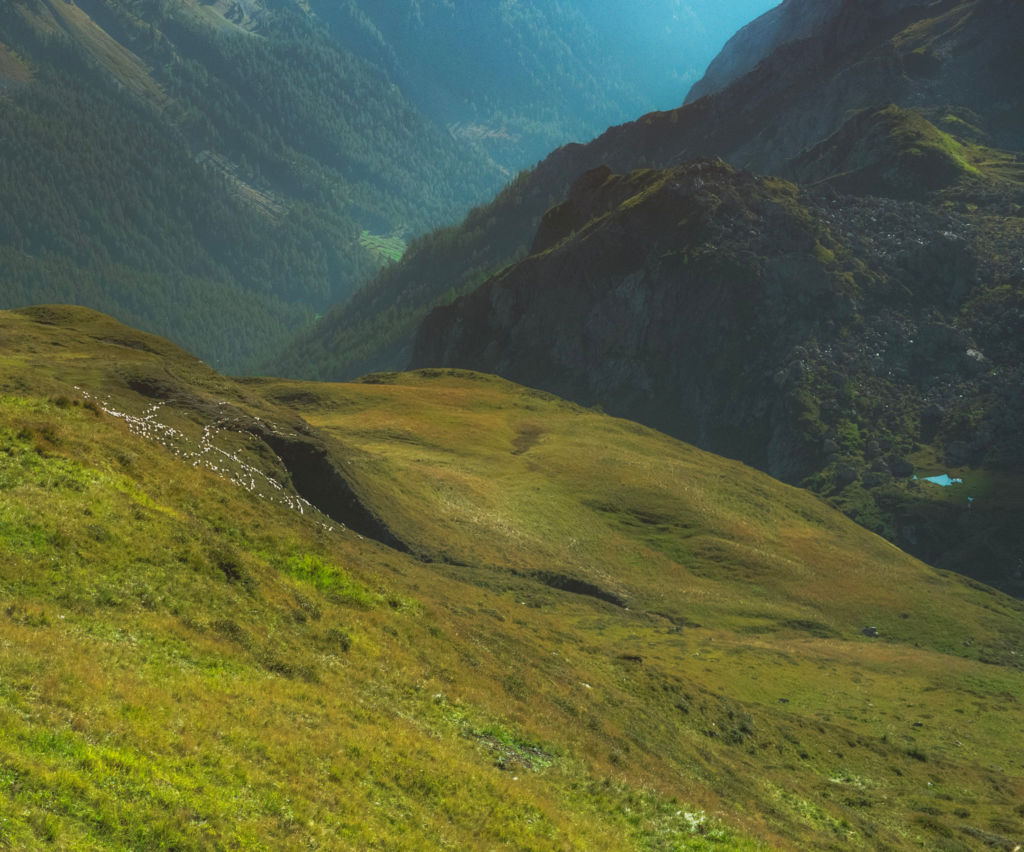 A ridgeline in the Friulian Dolomites with sheep being herded and a small lake glimmers in the background in the Carnic Alps