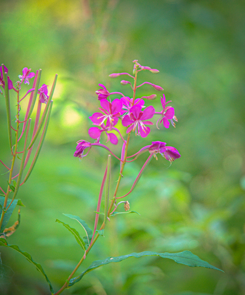 a pink long stemmed flower on the trail of the MADE trek