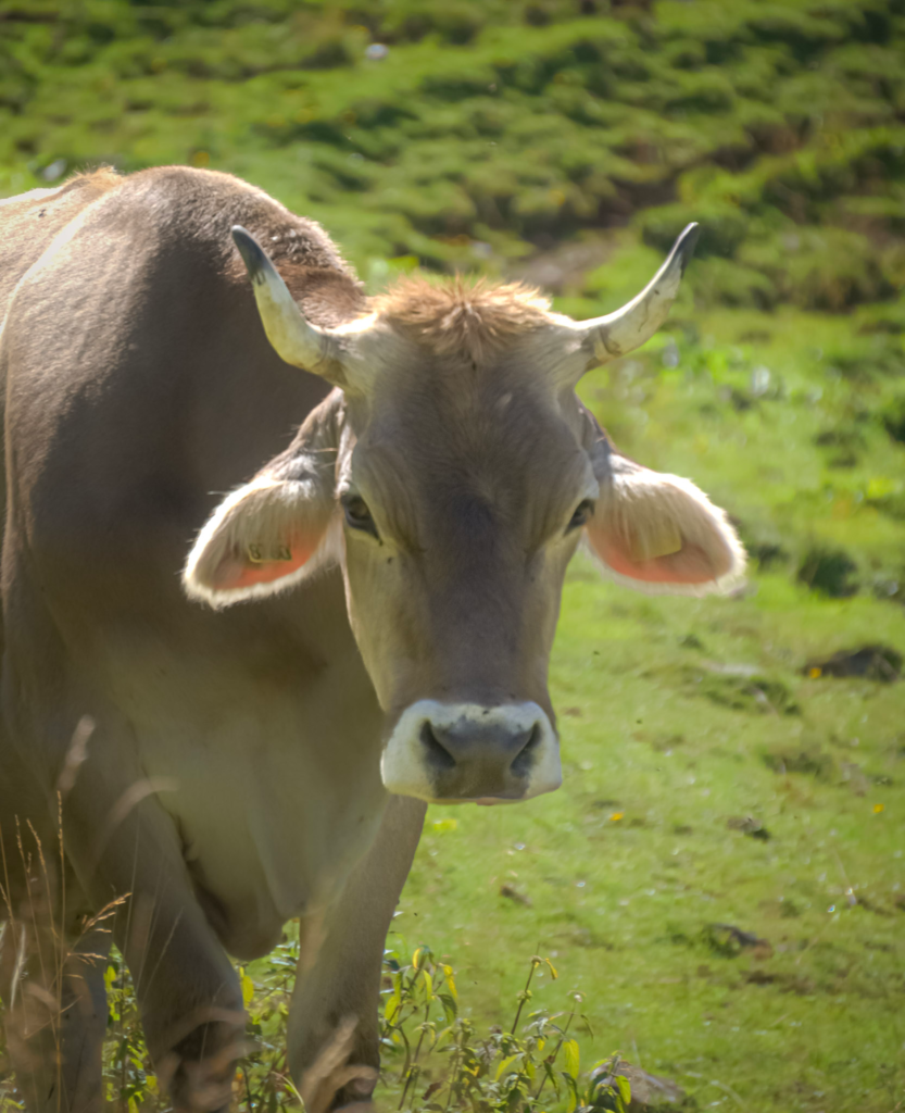 a brown cow close up