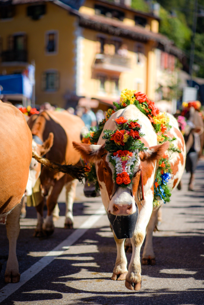 A cow in a flower headdress marching down the street during the almabtreib in Moena, Dolomites