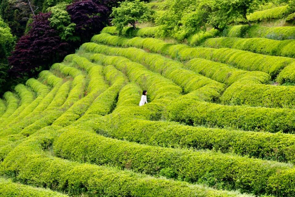 a woman in white walks up the boseong tea fields in South Korea