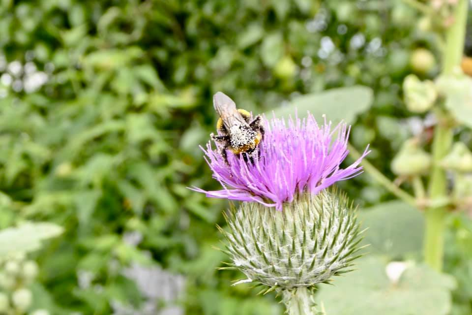 bumble bee on a flower that is pink