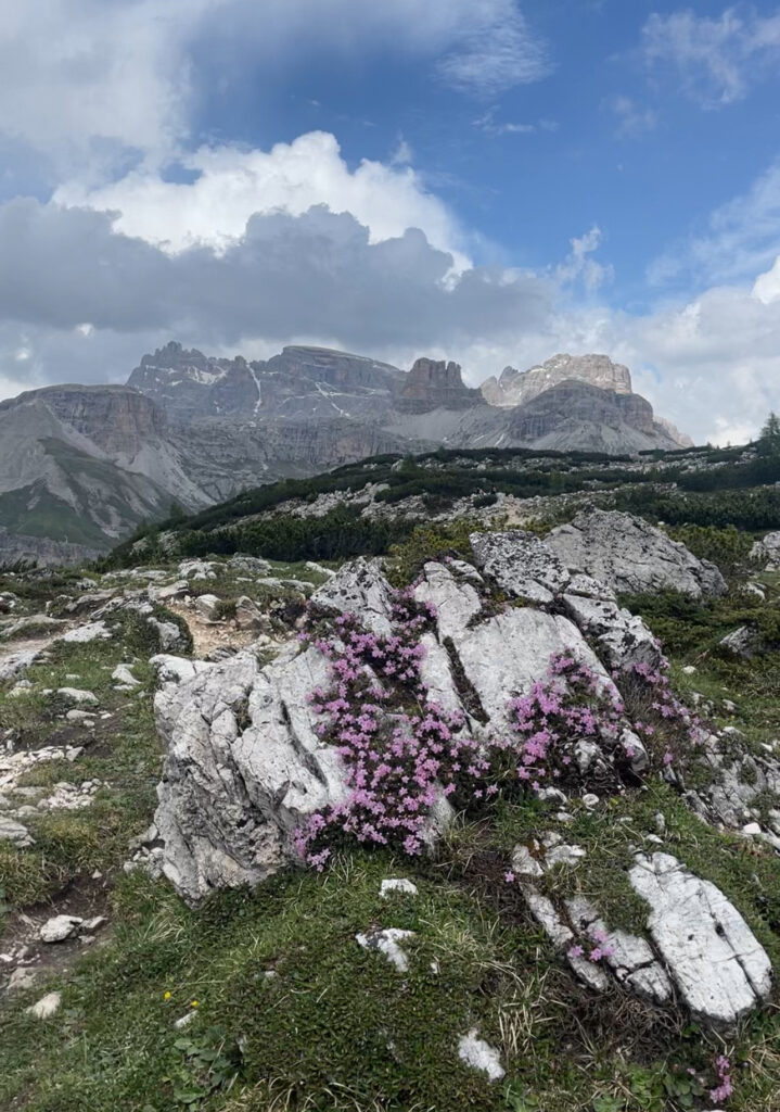 Clusters of small purple alpine flowers grow across white limestone rocks in the foreground, with dramatic Dolomite peaks rising under a mix of blue sky and dark clouds in the distance. This serene spot captures the wild beauty along the Tre Cime di Lavaredo hike.