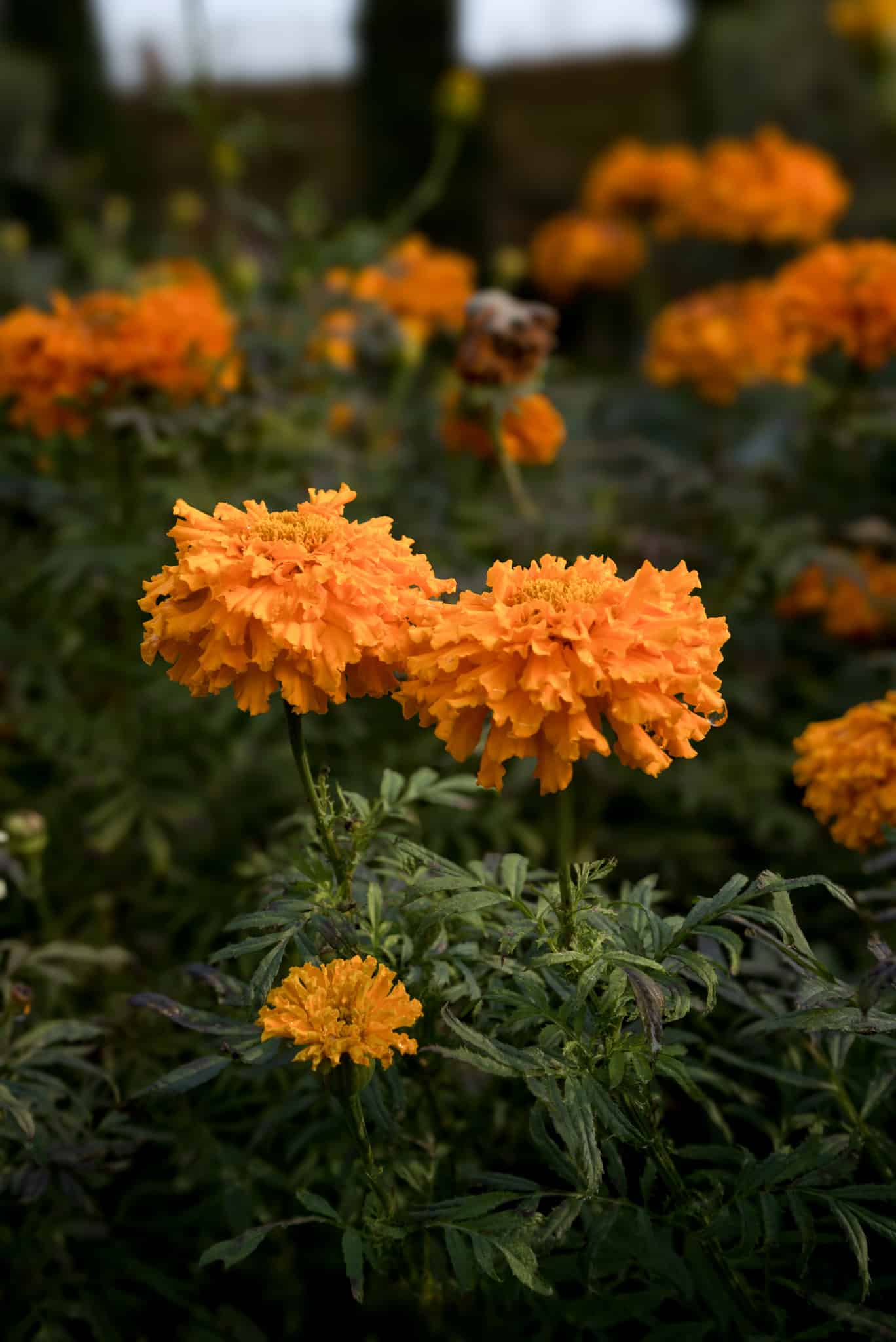 Bright orange marigold flowers in full bloom stand out against dark green foliage in the garden. These seasonal flowers add vibrant color to the Convent Garden of the Church of the Most Holy Redeemer.