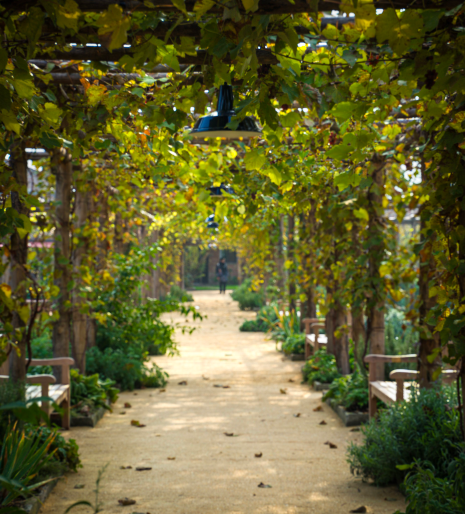 A long garden walkway covered by a grapevine pergola with rustic lights hanging above and wooden benches along the sides. This inviting path is a highlight of the Convent Garden experience.