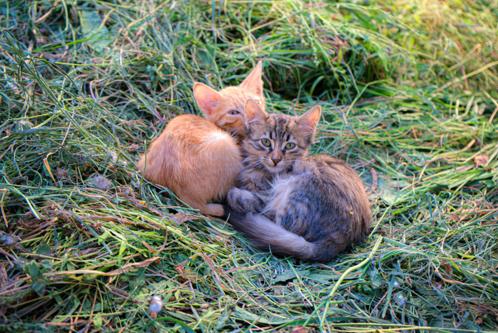 Two young cats, one orange and one tabby, curled up together in a patch of sunlit grass near the apple orchard.