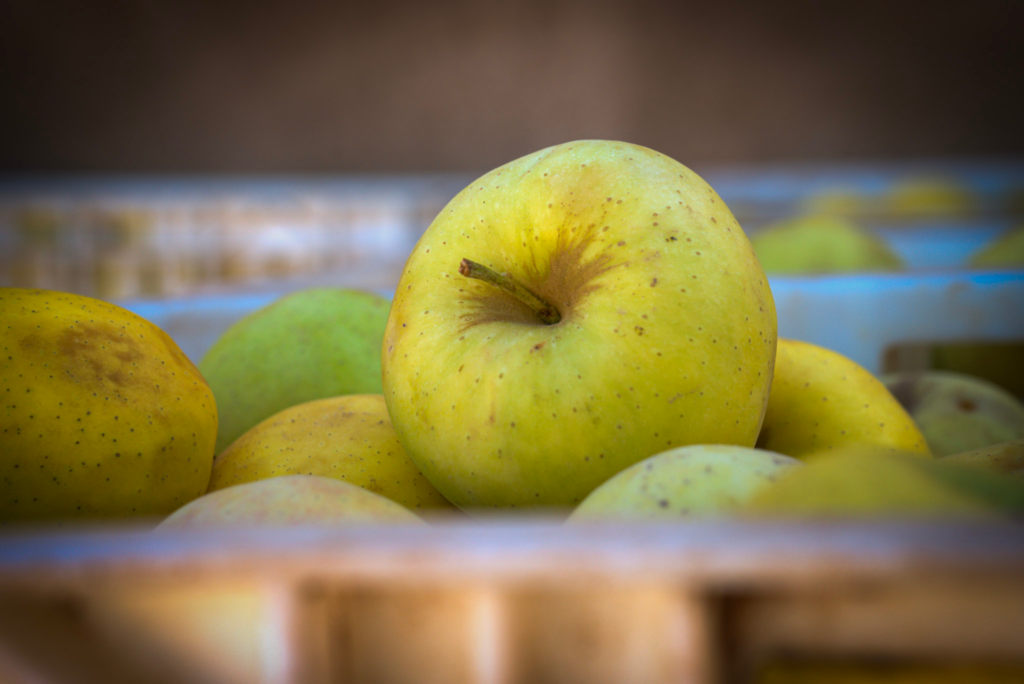 A close-up of a single yellow apple with speckled skin, sitting among others in a plastic crate under soft daylight in Midelt’s apple orchard.