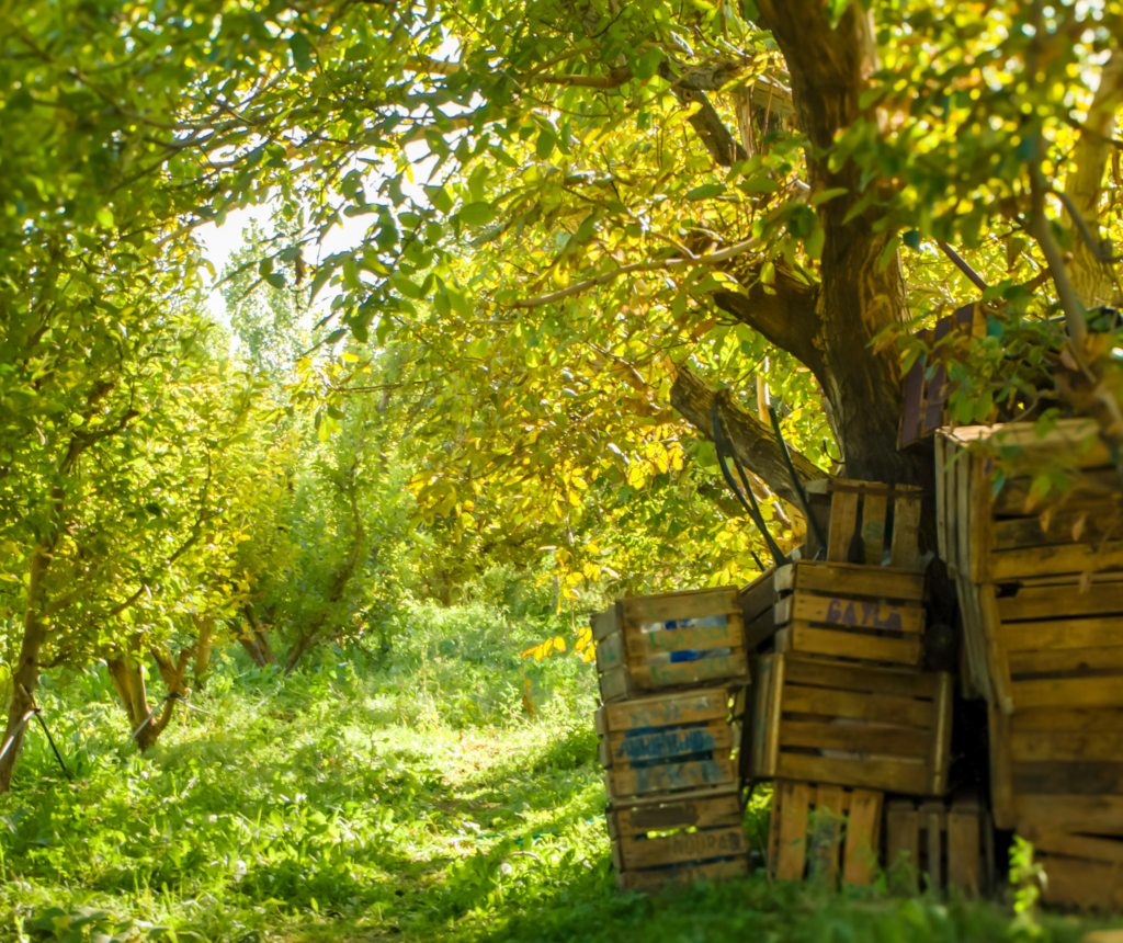 A lush green apple orchard with dappled sunlight filtering through trees, and a stack of rustic wooden crates leaning against a large tree.