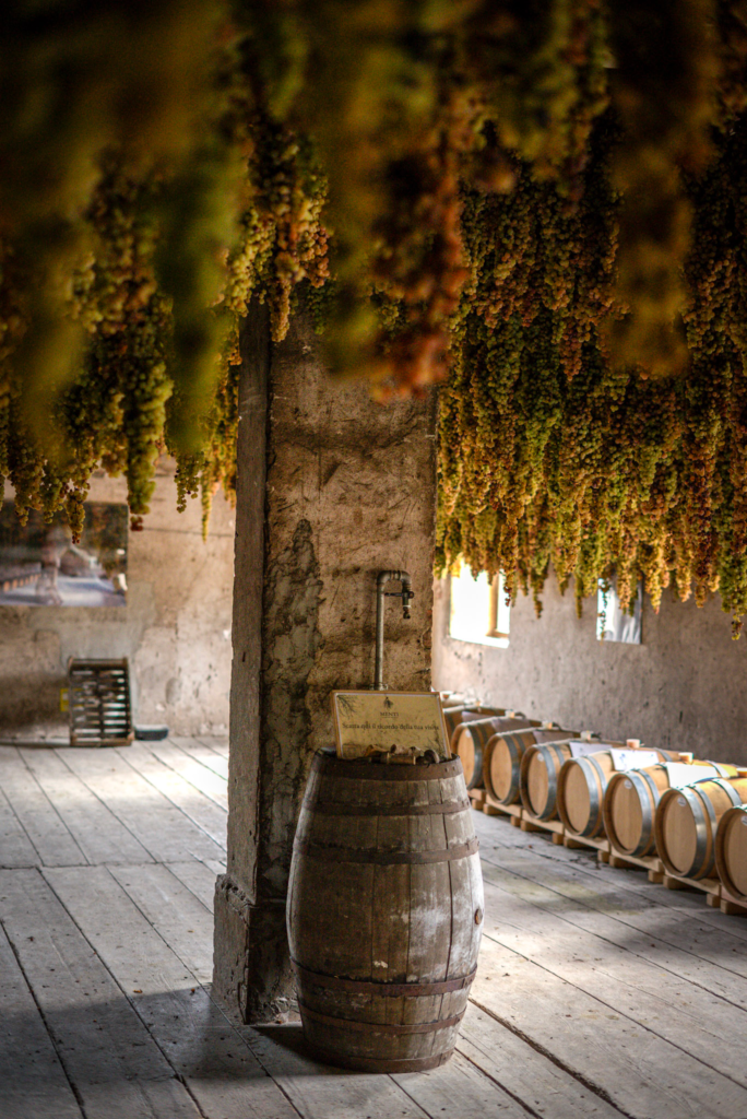 Clusters of green grapes hang from the ceiling of the Menti Wines drying tower above a rustic wooden barrel and rows of oak casks in a softly lit cellar. The image highlights the traditional grape drying process that defines the winery.