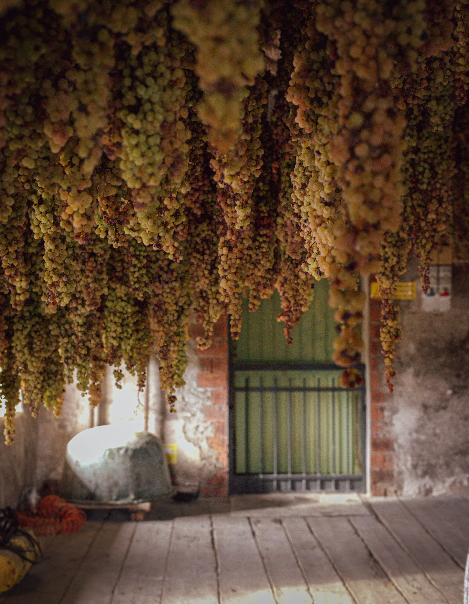 Long rows of grape clusters hang densely from wooden beams inside the Menti Wines drying tower with a green door visible in the background. The image emphasizes the dramatic ceiling of drying fruit.