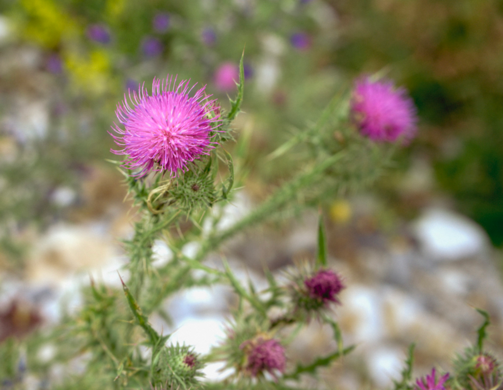 Close up of a bright purple thistle flower with spiky green leaves and blurred wildflowers in the background. The shallow depth of field highlights the texture of the bloom. This detail shot captures alpine flora found along the Theth to Valbone hike.