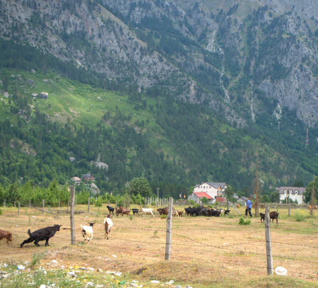 Herd of goats grazing in a fenced field with steep green mountains rising behind them. A shepherd stands nearby guiding the animals across the pasture. The rural farming scene reflects daily life in the Albanian Alps along the Valbone Valley route.