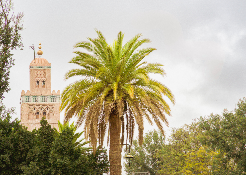 Palm tree standing in front of the Koutoubia Mosque in Marrakech with its ornate sandstone minaret rising above surrounding trees under a cloudy sky. The landmark mosque tower appears behind the palm in a quiet garden setting in Marrakech during Ramadan.