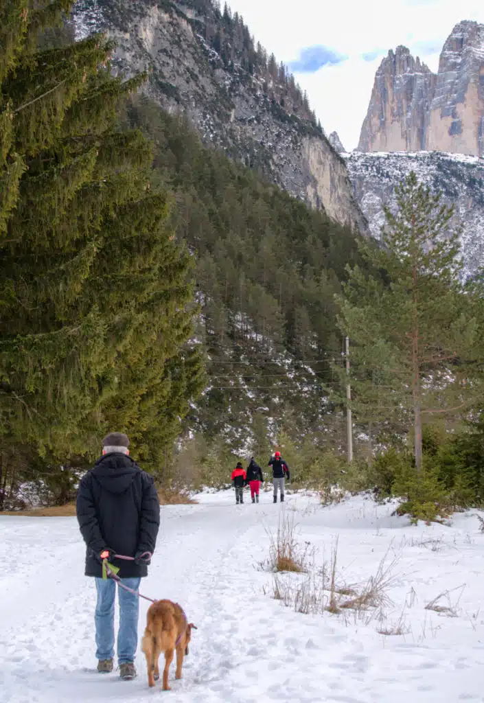 Person walking a dog on a snowy forest path from Landro with Tre Cime di Lavaredo peaks rising ahead, winter, Val Pusteria.