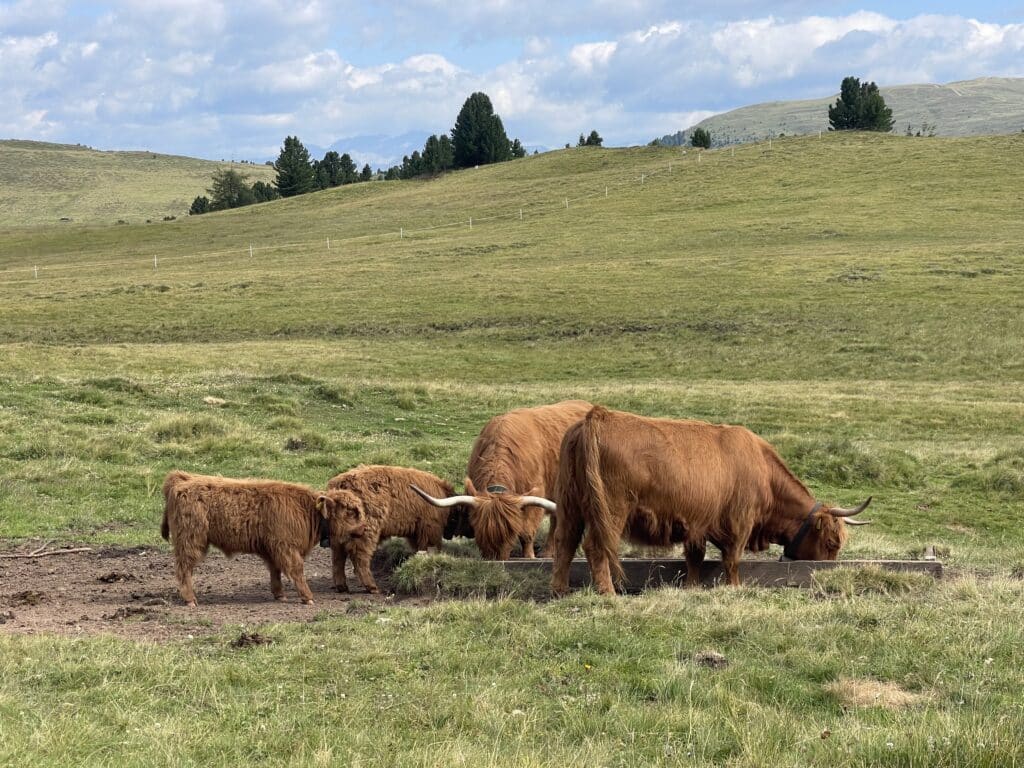highland-cattle-family-dolomites-trail
