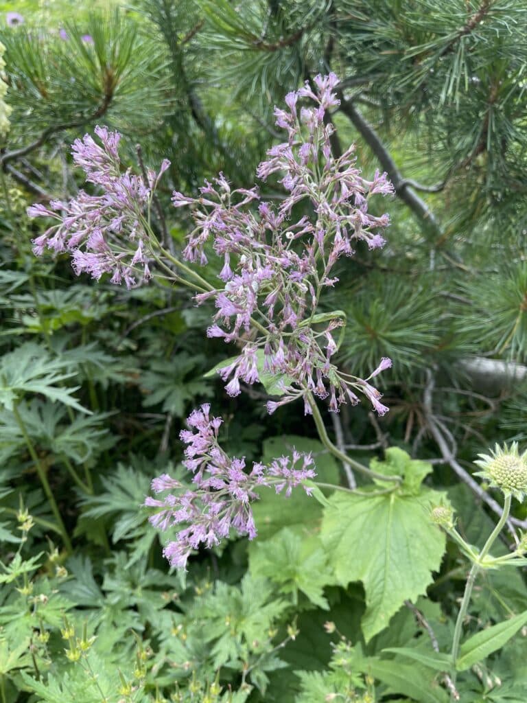 Cluster of small pink-purple wildflowers growing among pine branches along the Sass de Putia trail