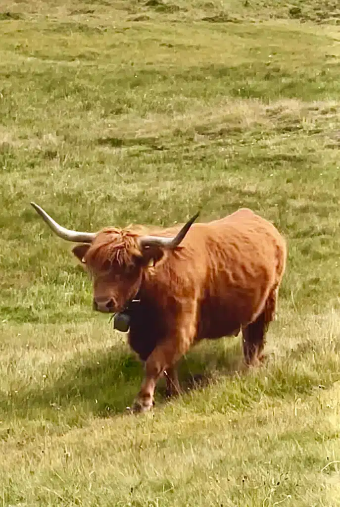 Highland cow with long horns standing in a green alpine pasture in the Dolomites