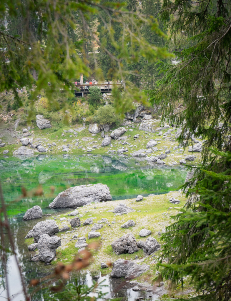 Crowds on the viewing platform at Lago di Carezza seen through spruce branches, with low water and an exposed grass bar below