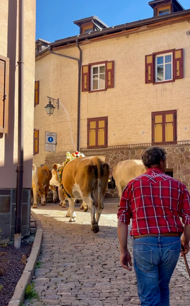 Decorated cows walking up a narrow cobbled pedestrian lane in Moena, followed by a farmer