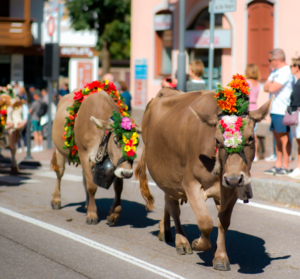 Two decorated cows walking the parade route in Moena with spectators lining the street