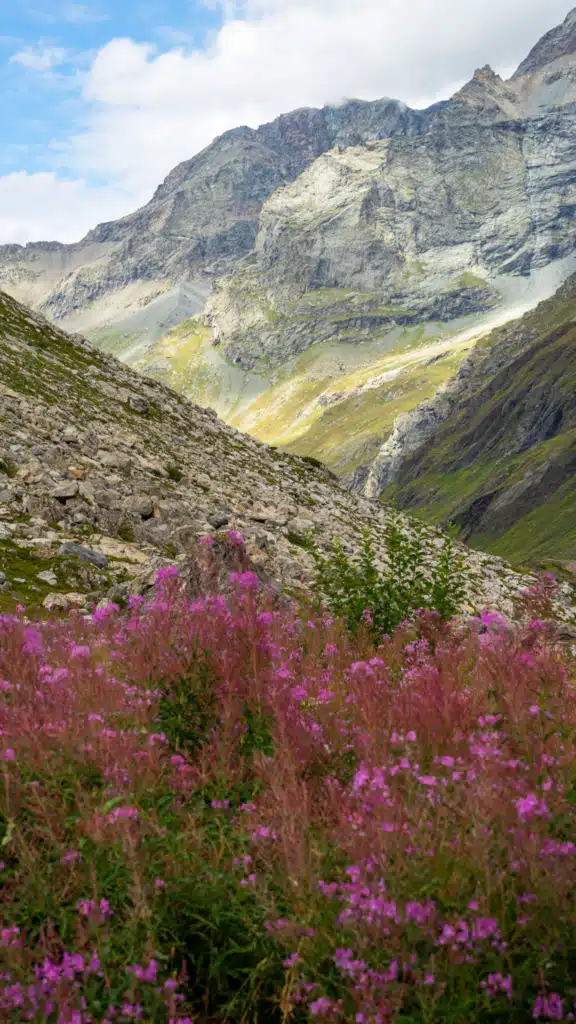 A slope of pink fireweed in the foreground with a scree field and steep grey mountain walls rising behind it, in Vanoise National Park in late August.