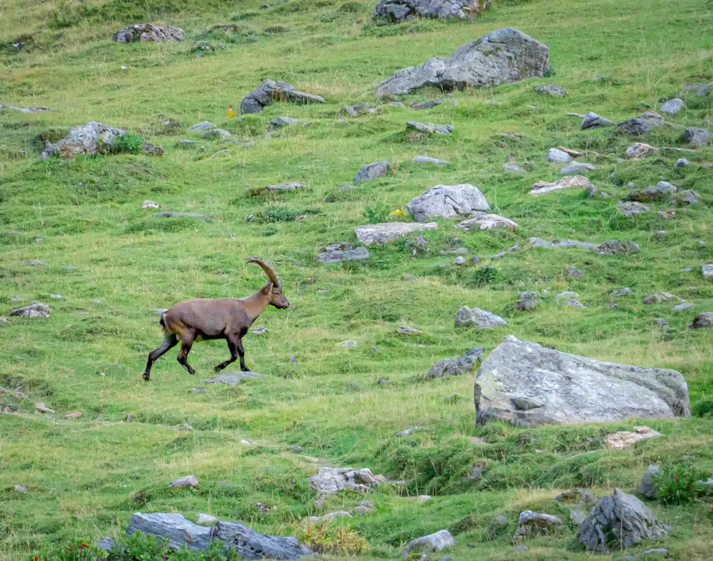 A male Alpine ibex with long curved horns standing beside a boulder on the grassy slope above Refuge Entre-le-Lac in Vanoise National Park.