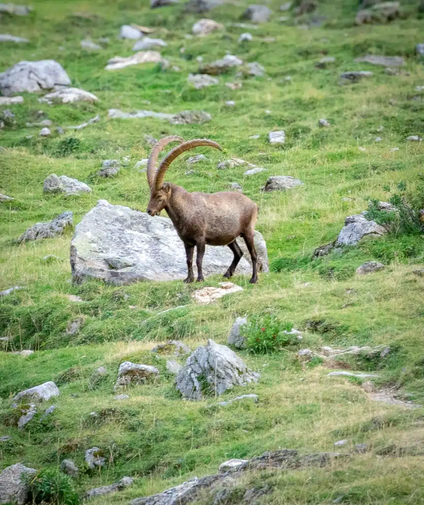 An Alpine ibex walking across a boulder-strewn green slope in Vanoise National Park, seen from a distance in evening light.