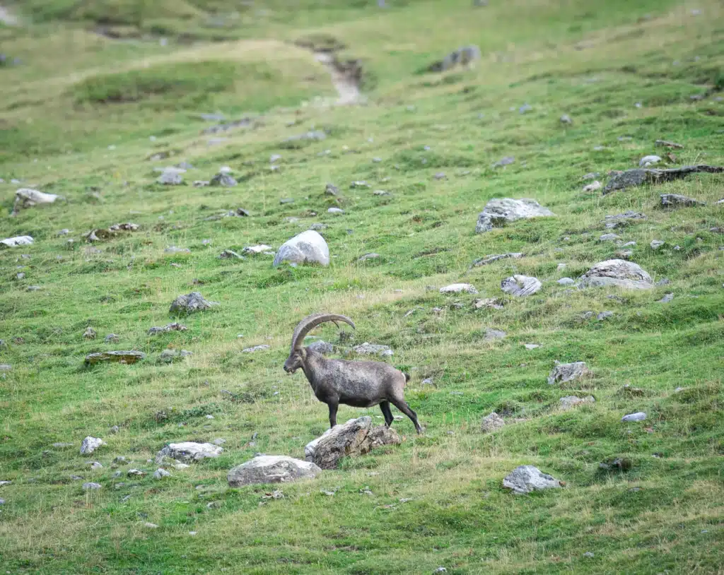 An Alpine ibex picking its way down a steep rocky meadow toward Refuge Entre-le-Lac, with a narrow hiking trail visible on the slope above it.