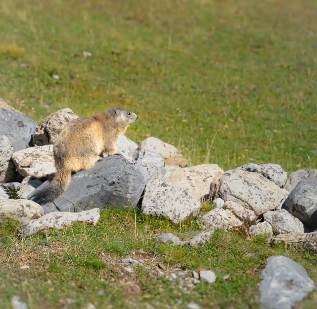Alpine marmot standing on rocks beside the trail on day 5 of the Tour du Vallaisonnay in Vanoise National Park
