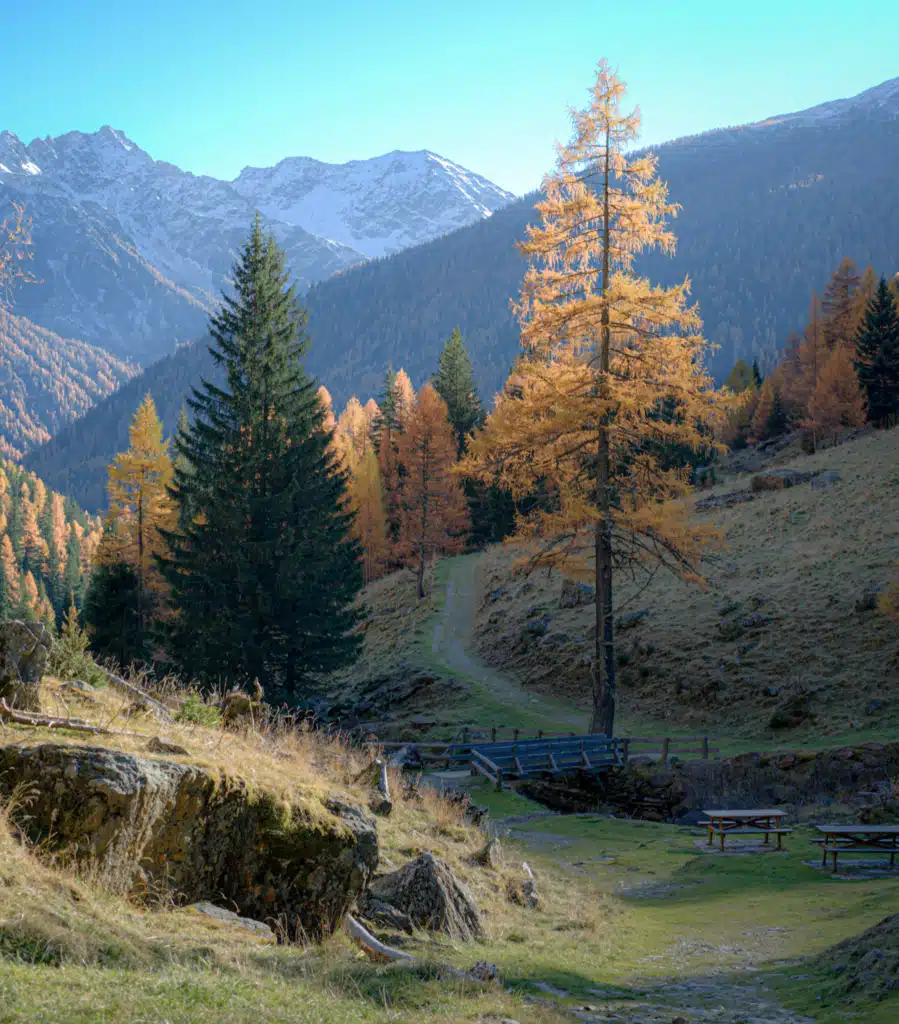 Golden larch tree beside a wooden footbridge and picnic tables on the Cascate Saent trail, with snow-covered peaks behind