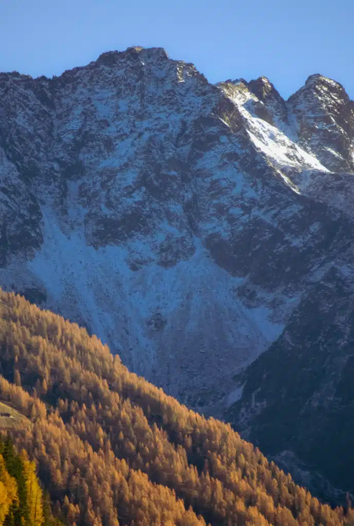 Snow-dusted peaks of the Ortles-Cevedale group above a hillside of orange larch trees in Val di Rabbi, Trentino, in November