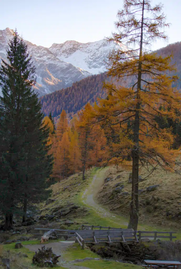 Grass path leading past golden larch trees toward a wooden footbridge in Val di Rabbi, with snow-covered mountains in the distance