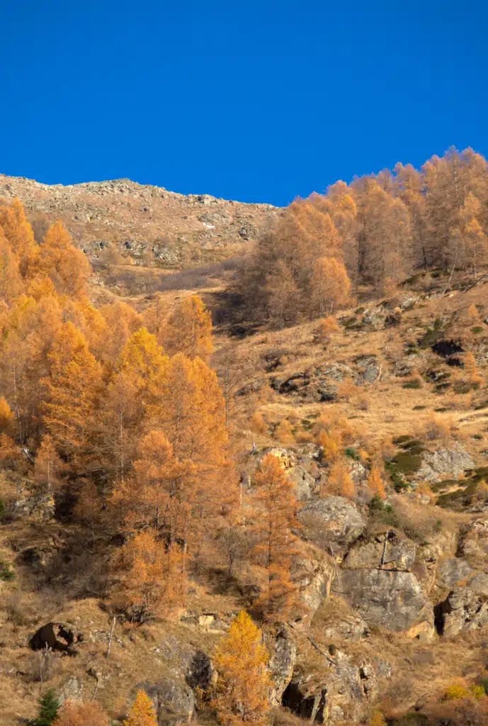 Hillside of deep orange larch trees below a rocky ridge and clear blue sky in Val di Rabbi, Trentino, in November