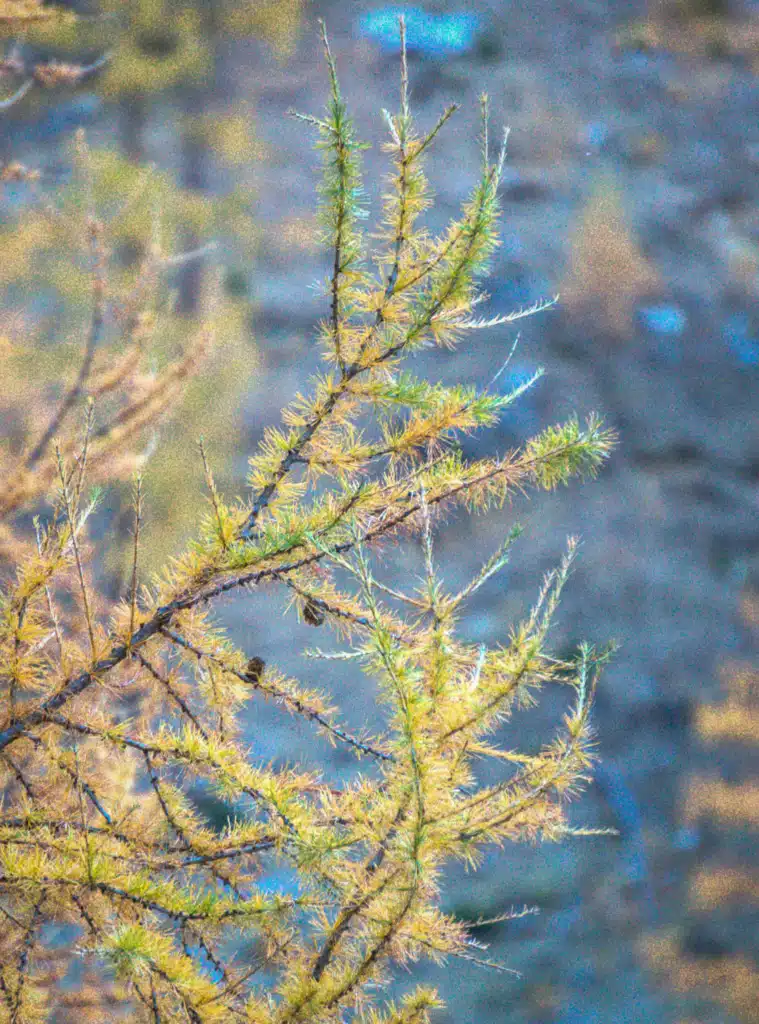Close-up of larch needles turning from green to gold on a branch in Val di Rabbi, Trentino