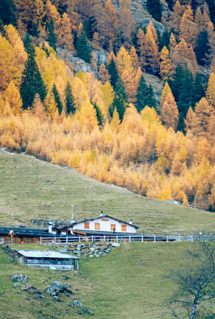 Mountain hut with white walls and wooden shutters on a green pasture below a hillside of golden larch trees in Val di Rabbi
