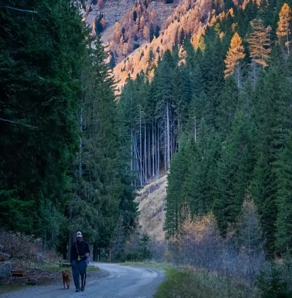 Hiker and a dog walking a wide gravel forest road on the lower section of the Cascate Saent trail, with orange larch trees on the slope above