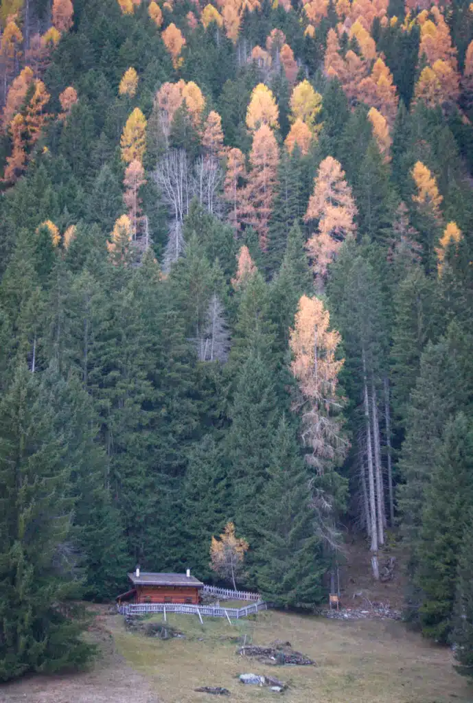 Small wooden baita with a fenced yard below a dense slope of spruce and golden larch trees in Val di Rabbi, Trentino