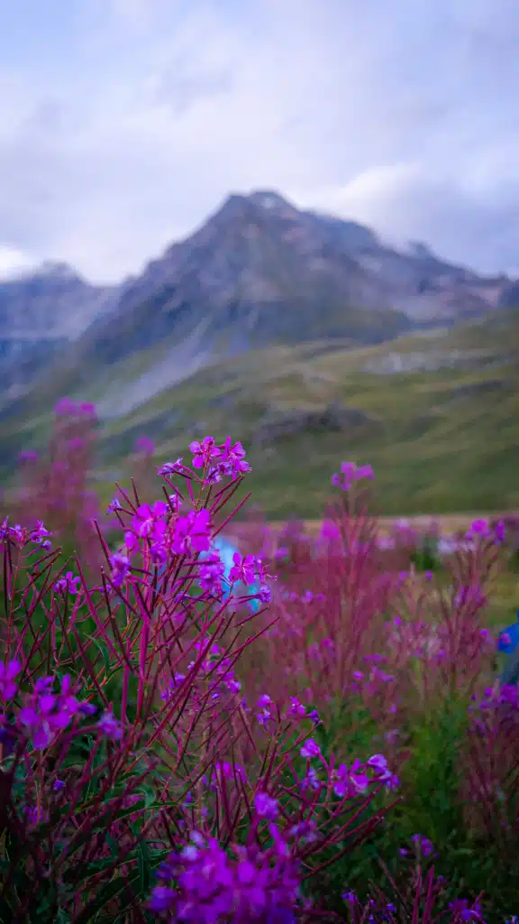 Purple fireweed flowers in the foreground with a mountain peak soft-focused behind, in Vanoise National Park in late August.